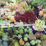 Plant - Sedum Palmerii