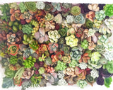 Assorted Succulent Plants White Basket - Soul Made Boutique