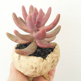Collector's Succulent Plant Stoneware Pot