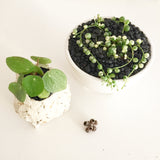 Collector's Plant Concrete Pot - Soul Made Boutique