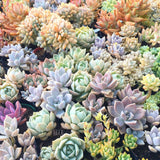 Plant - Aeonium Kiwi Tricolor