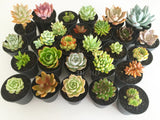 Plant - Graptoveria Hummels Cross