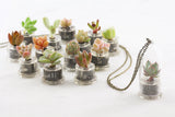 Assorted Mini Succulent Dome - Soul Made Boutique