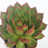 Plant - Echeveria Benimusume