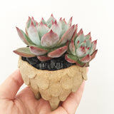 Collector's Succulent Plant Stoneware Pot