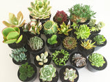 Plant - Jovibarba Heuffelii Inferno