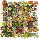 Collector's Succulent Plant Concrete Pot - Soul Made Boutique
