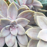 Plant - Graptopetalum Pentandrum Superbum