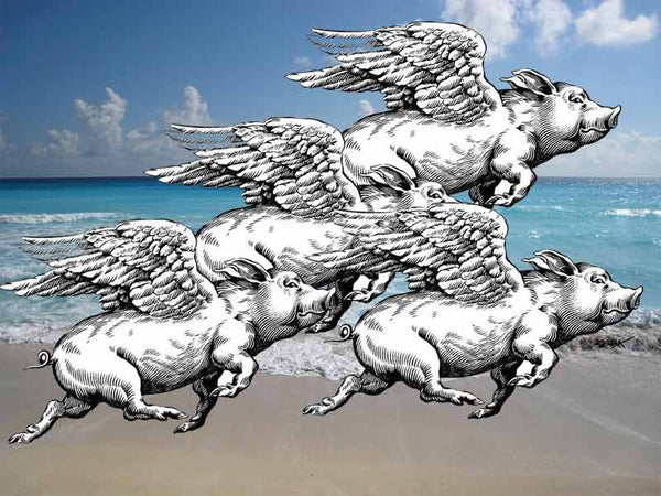 Flying pigs by Regia Marinho