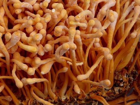 Cordyceps Mushrooms