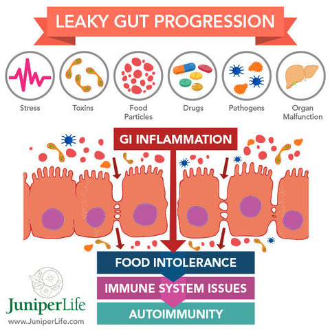 anti-inflammatory organ, tissue, gut inflammation healing