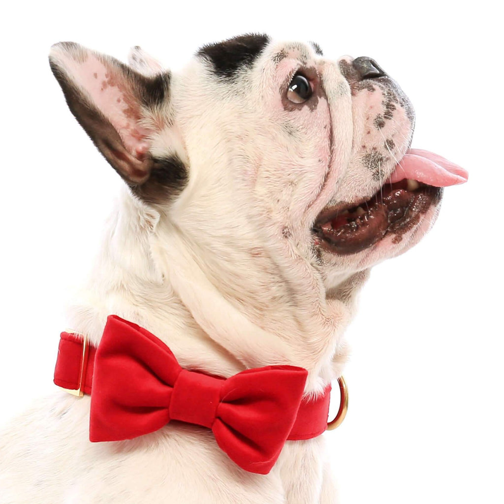 dog ties and bow ties