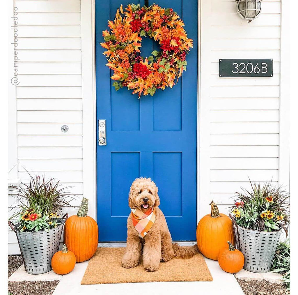 pumpkin dog bandana