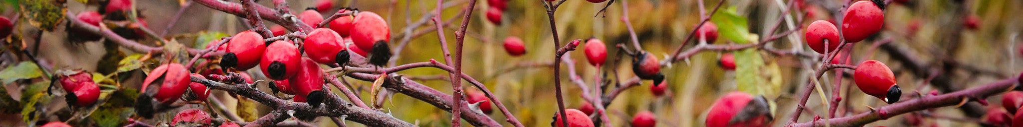 organic rosehip seed oil