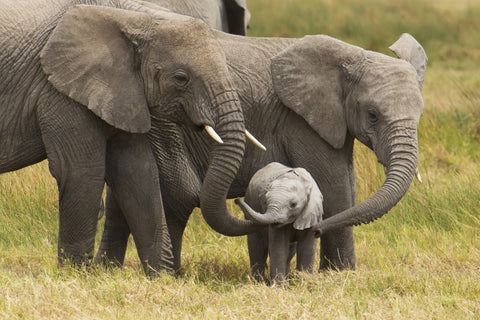 Elefante Tailandia