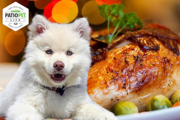 is eating turkey harmful to dogs