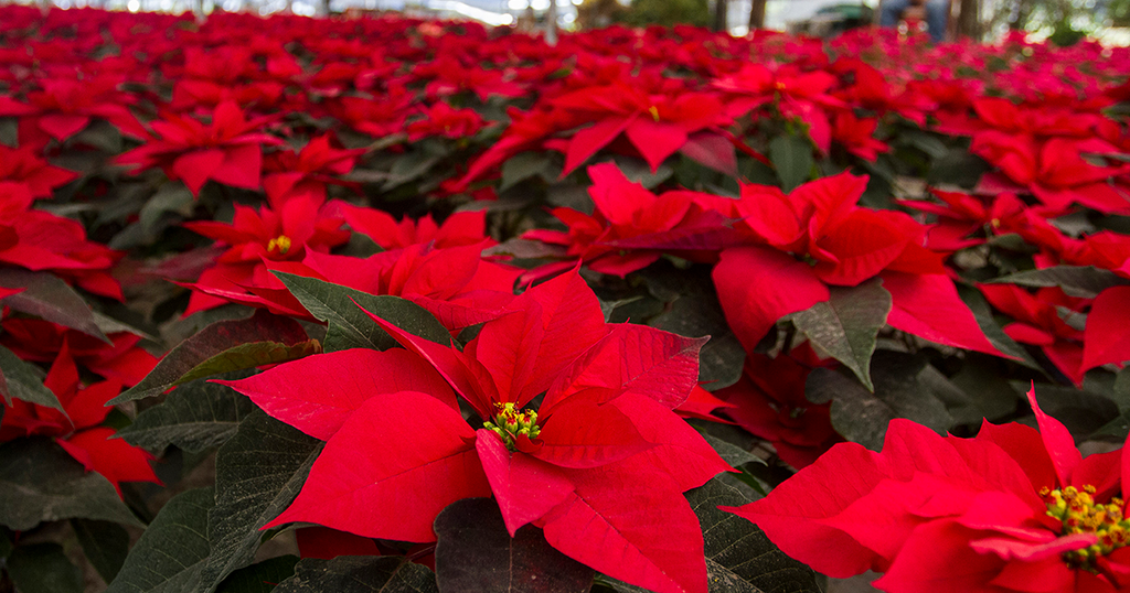 Entérate de algunas curiosidades de la Flor de Nochebuena – Mariano Osorio