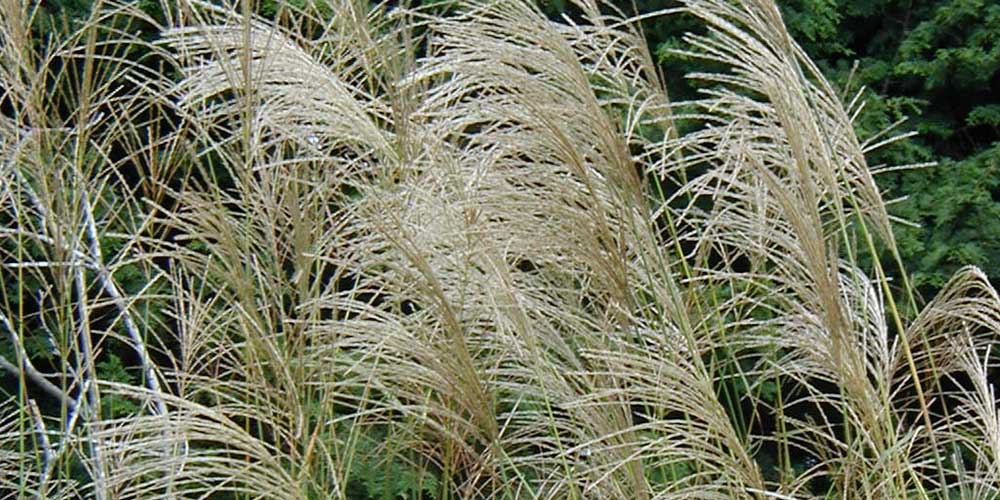 Miscanthus Sinensis