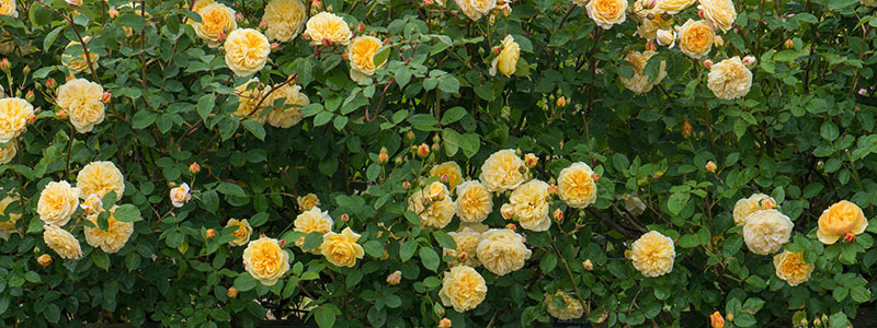 Modern Shrub Rose