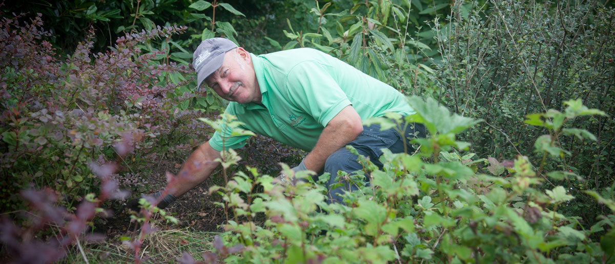 Hand weeding at Future forests