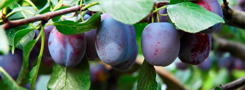 Plum Herman in fruit