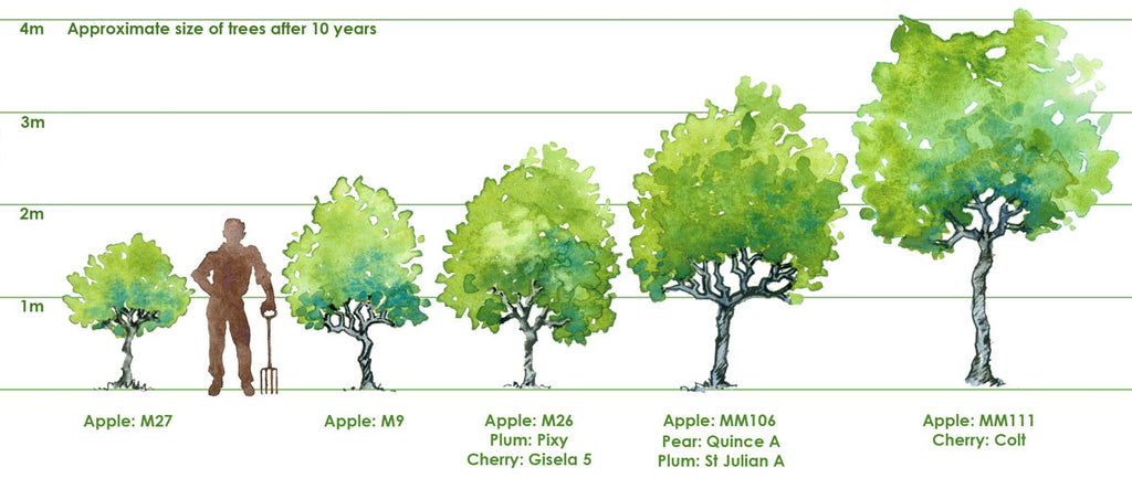 Fruit tree rootstocks