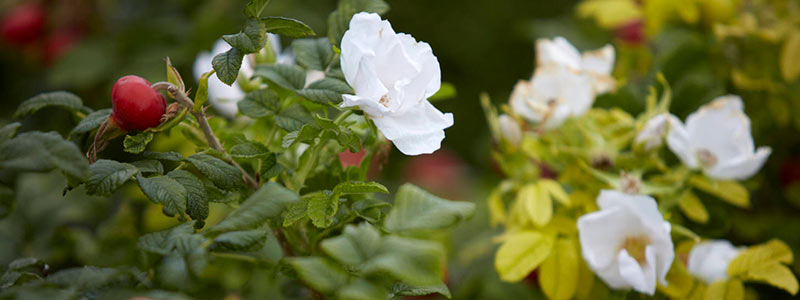 Rugosa Rose