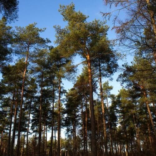 Resultado de imagen de Pinus sylvestris