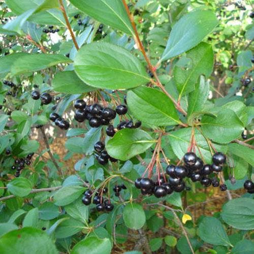 Znalezione obrazy dla zapytania aronia