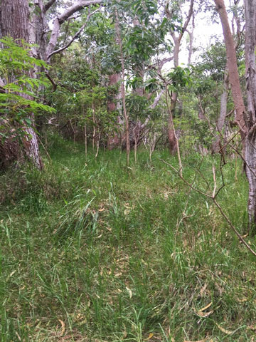 Hawaiian Koa Trees Green And Growing Strong On The Big Island Of Hawaii