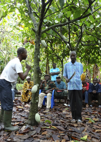Cocoa Farmers and Tree Ivory Coast Farm