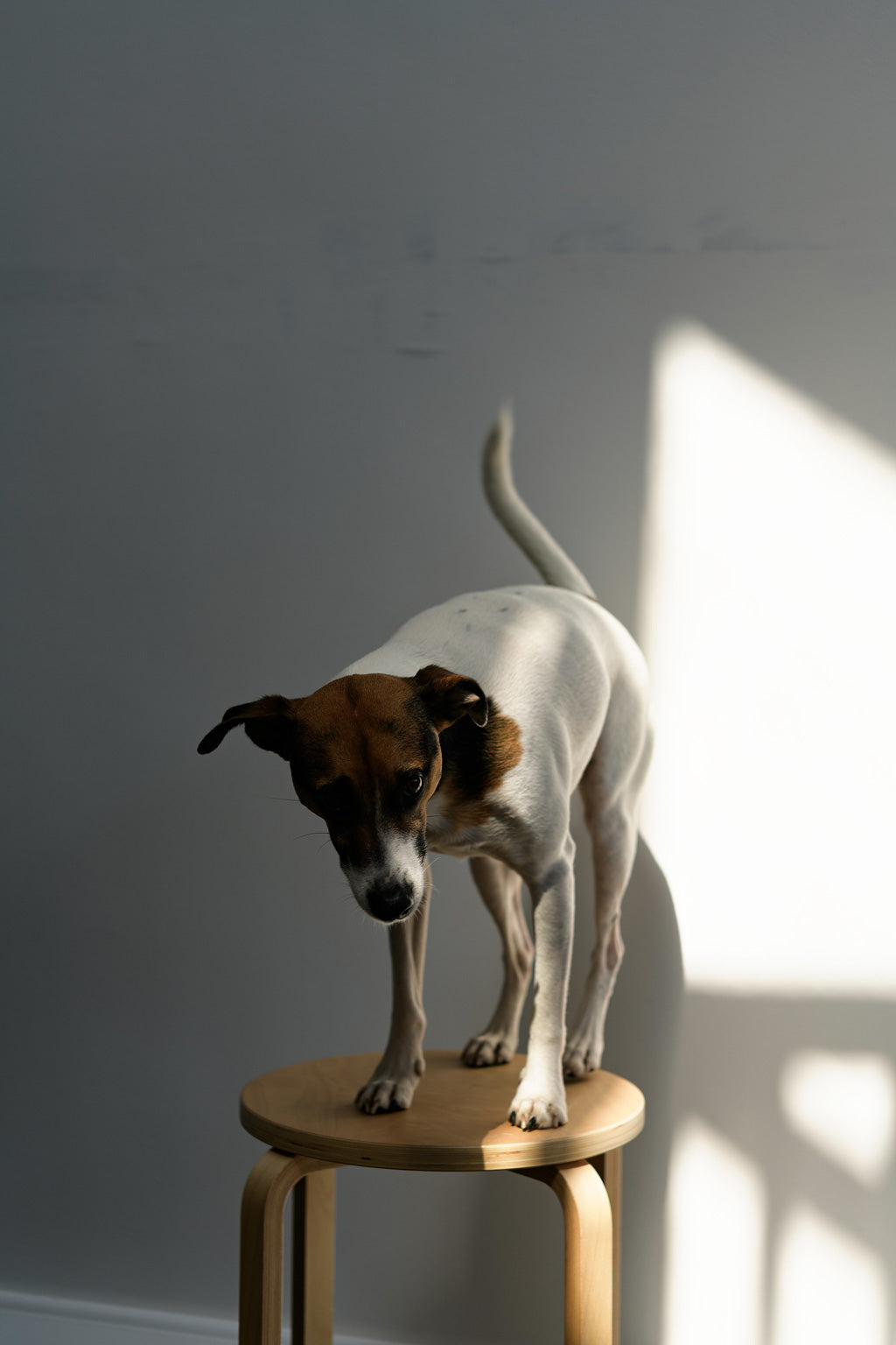 Parsons Terrier | Parsons Jack Russell | Dog