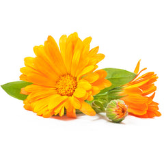 calendula