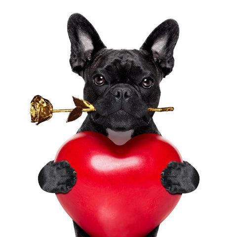 Frenchie holding gold rose in its mouth