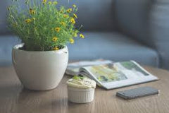 Greenery on desk 