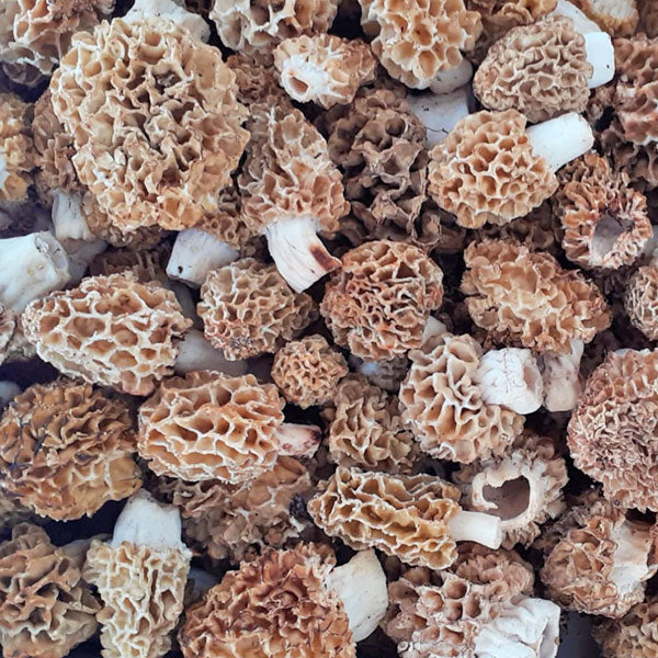 Morchelle di pineta 500 gr