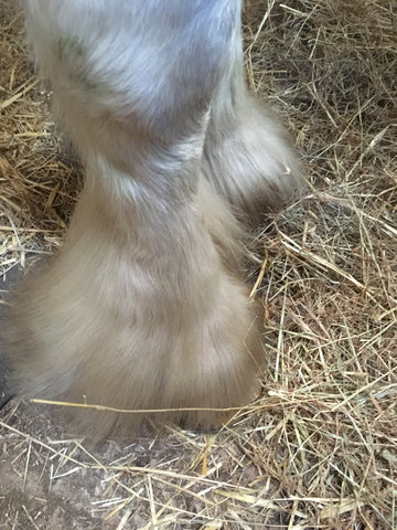 Close up of Shire horse Irish Cob horse feet