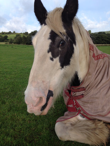Close up of Badger the Irish Cob horse sitting in a field