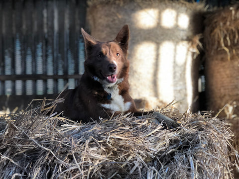 Kate the Red Collie Dog sitting in the hay on the farm