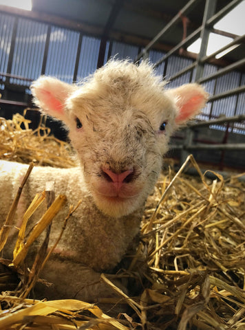 Close up of lamb sitting amongst hay