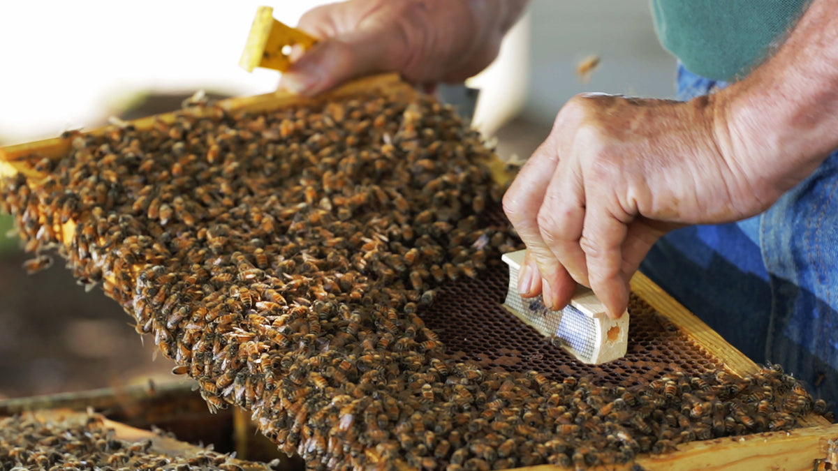 male hands handling a tray full of bees closeup