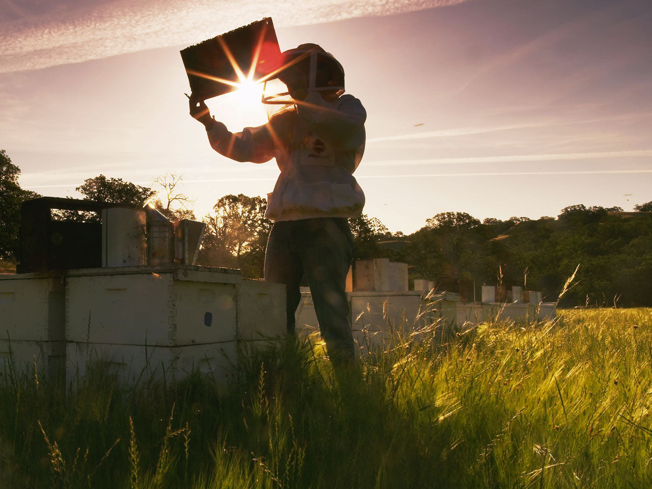 Beekeeper in the Sunshine