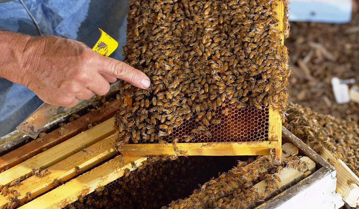 a full frame of bees with a finger pointing at the marked queen