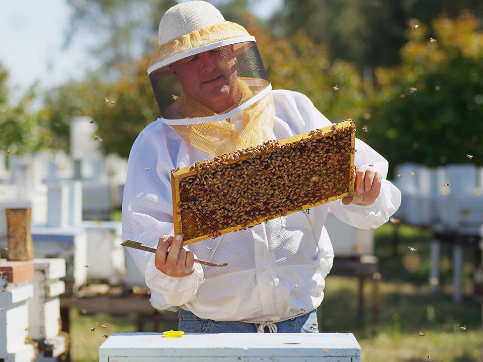 Beekeeper in the Sunshine