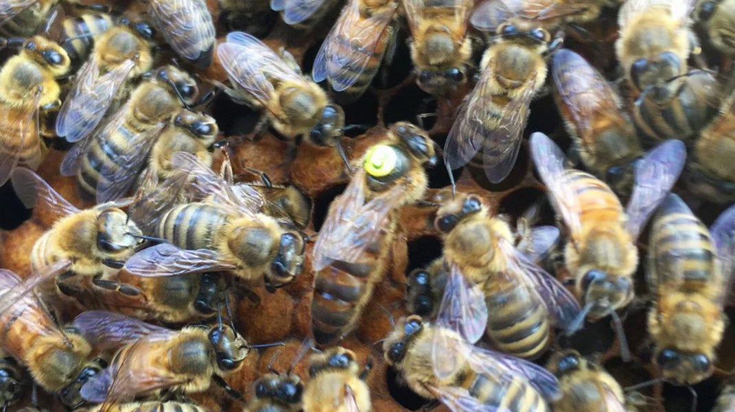 Saskatraz Bees