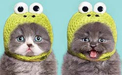 Two cats wearing frog hats