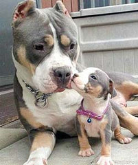 A mommy pitbull and her puppy