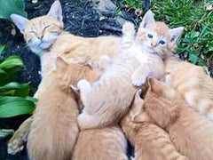 A pile of cuddly kittens