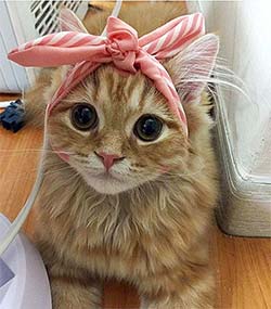 kitty with bow on head
