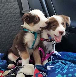 puppy chewing on brother puppy